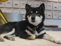 -柴务处·柴犬主题狗咖