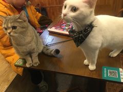 -猫色咖啡·猫咖