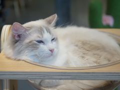 -飞行喵MR PILOT|猫舍·猫咖(静安大融城店)