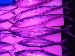 -海立阁海鲜江浙菜(漕河泾印象城店)