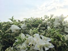-东莞植物园