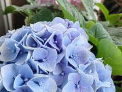 -花鸟鱼虫鲜花绿植市场(玉泉路店)