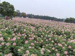 -荷兰花海