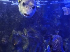 -太平洋海底世界