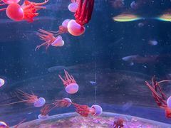 -欢乐海岸海洋奇梦馆