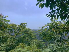 -铁山坪森林公园