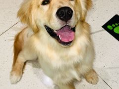 -帕帕拉兹宠物(亚洲旗舰店)