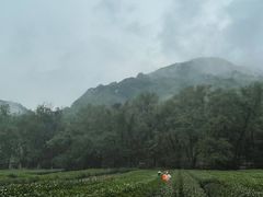 -西湖风景区十里琅珰-五云山