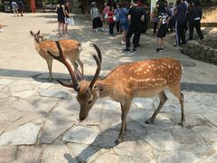 -奈良公园