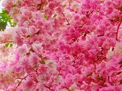 -深圳国际园林花卉博览园