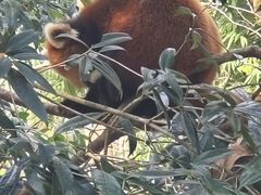 -都江堰中华大熊猫苑