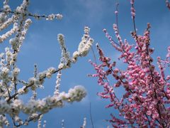 -泰山花样年华景区
