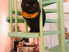 -有猫主题·治愈系猫咖(曾厝垵店)