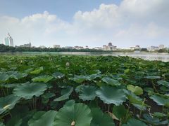 -莲花池公园