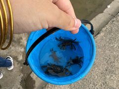 -吴淞炮台湾湿地森林公园烧烤区