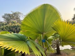 -中国科学院西双版纳热带植物园