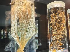 -广东中医药博物馆