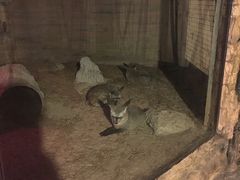 -清迈夜间动物园