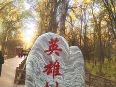 -金塔沙漠胡杨林景区