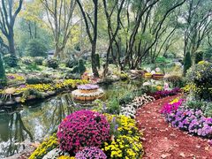 -上海共青森林公园