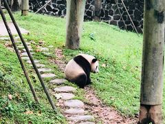 -都江堰中华大熊猫苑