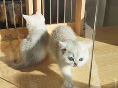 -PETKIT 小佩宠物·德文赛凯猫舍