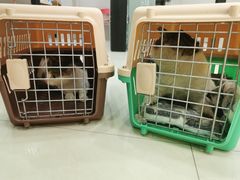 -艾贝尔宠物诊疗