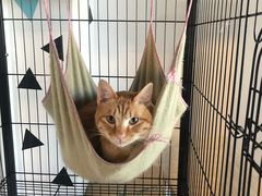 -Cappucimeow猫咪咖啡馆(韦伯时代店)
