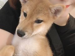 -浣熊柯尔鸭土拨鼠·电玩咖