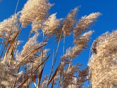 -野鸭湖国家湿地公园
