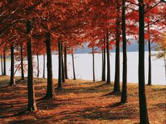 -上海海湾国家森林公园