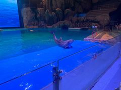 -芜湖新华联大白鲸海洋公园