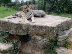 -上海野生动物园