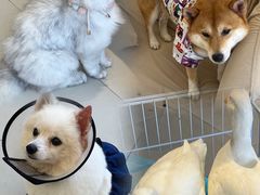 -怪兽屋·羊驼·猫咖·狗咖(俊华广场店)