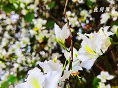 -红山村
