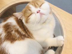 -飞行喵MR PILOT|猫舍·猫咖(静安大融城店)