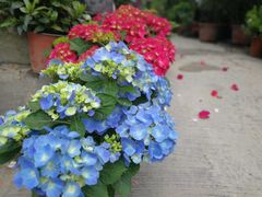 -金科花卉市场