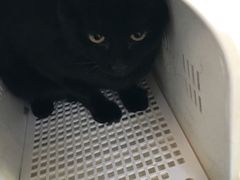 -北京赛佳动物医院