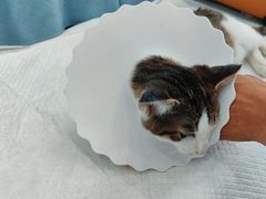 -德元·美联众合24小时动物医院(总院)