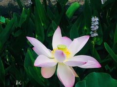 -洛阳市隋唐城遗址植物园