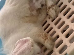 -北京观赏动物医院·24小时大型综合·猫专科·异宠专科