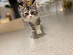 -飞行喵MR PILOT|猫舍·猫咖(静安大融城店)