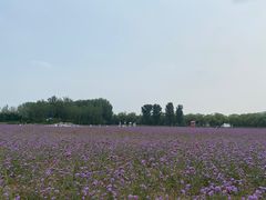 -北京东方普罗旺斯薰衣草庄园