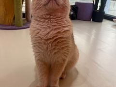 -三花喵·撸猫购宠·宠物生活馆(虹桥南丰城店)