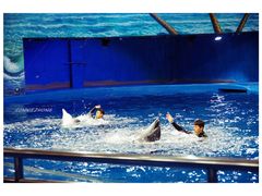 -多彩贵州城极地海洋世界