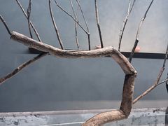 -喜茶(深圳万象城黑金店)