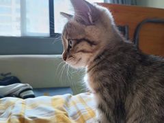 -萌兽医馆·宠物医院·猫骨科(创景店)