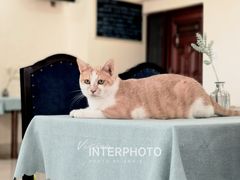 -鼓捣猫呢主题猫咖店