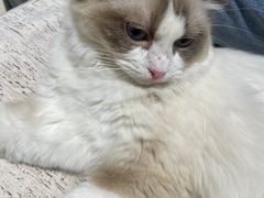 -藏猫猫咖啡主题馆(中央大道店)