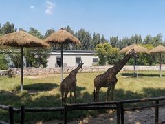 -北京野生动物园